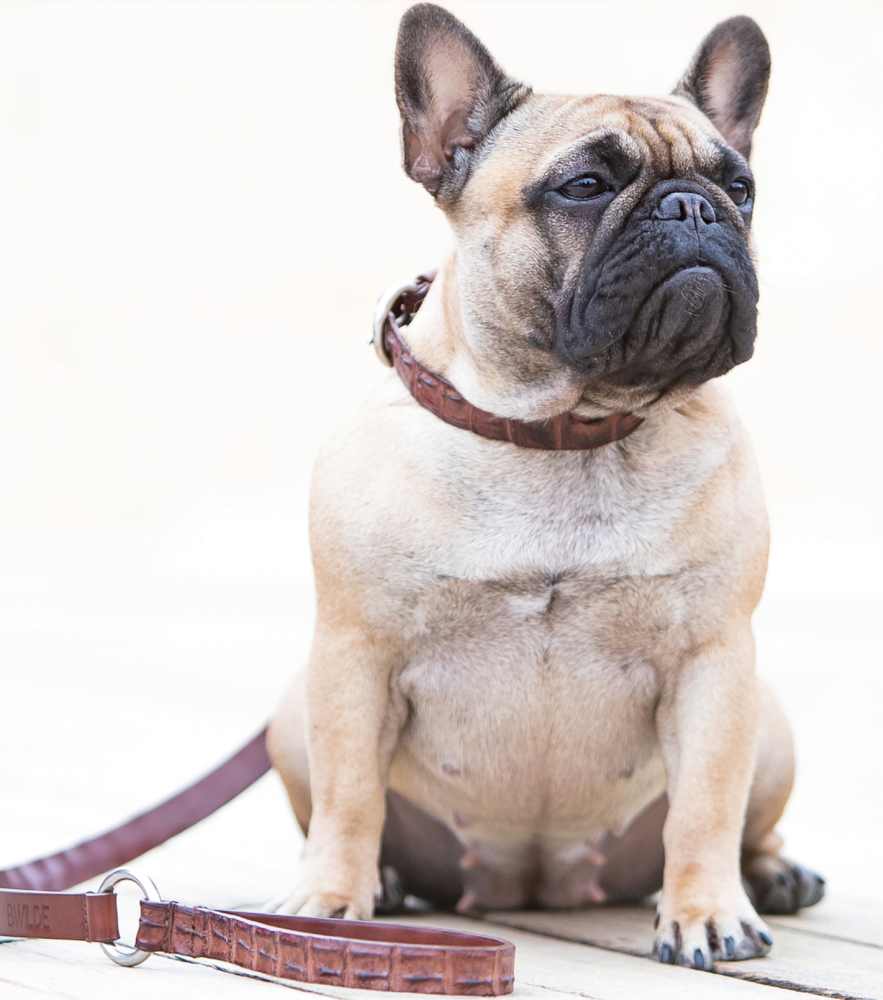 Dog Collar Chainz Dog Trappy Breed Trappy Two Cuscino Chainz Dog