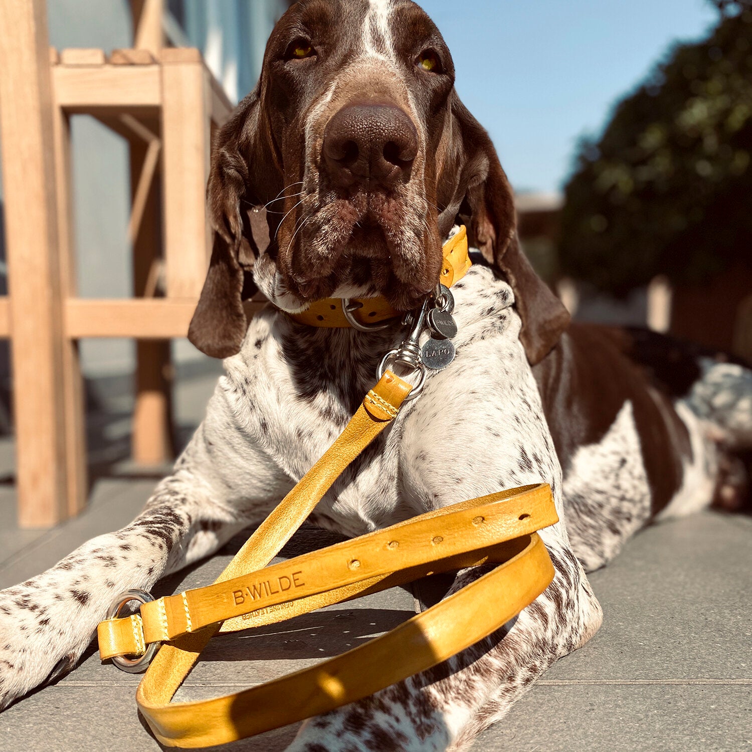 DOMINO leash - TUSCAN YELLOW