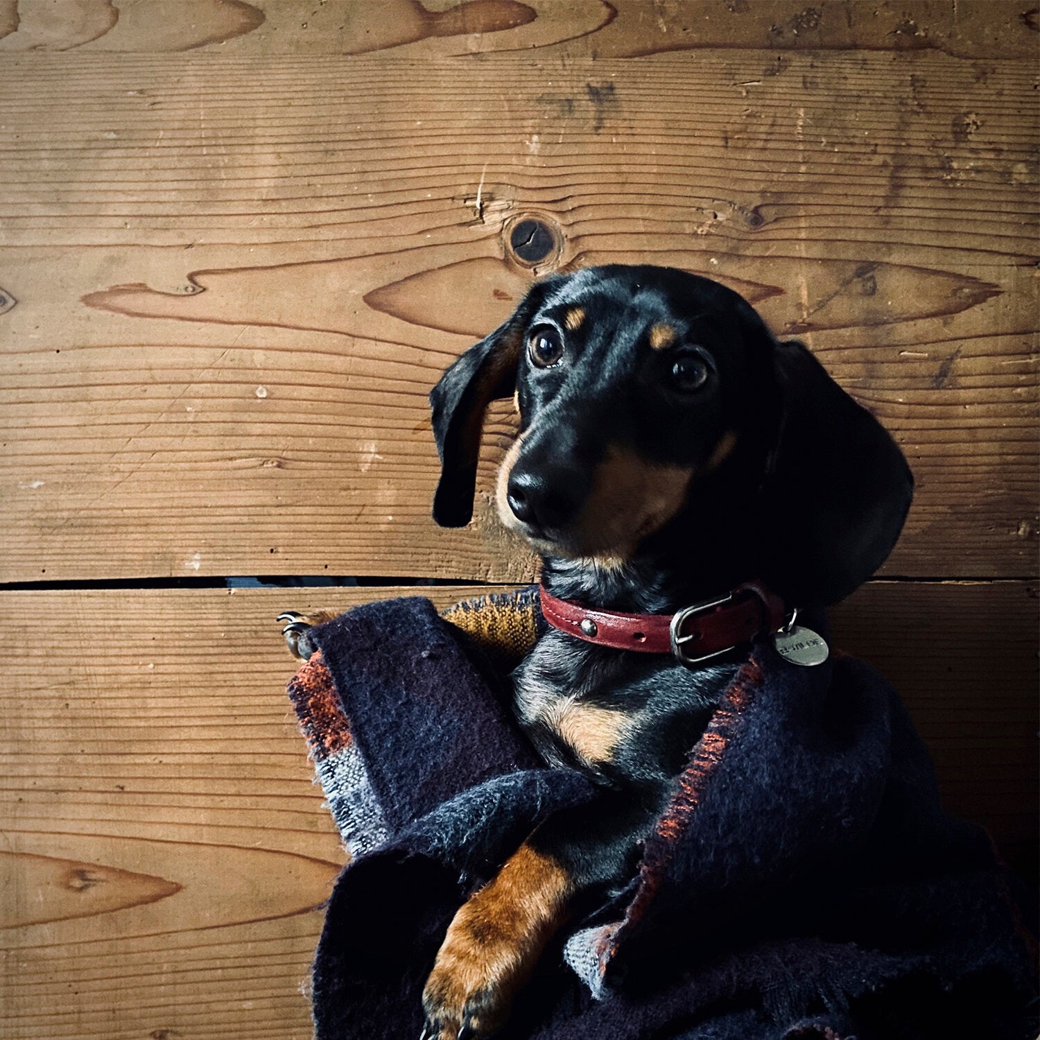 MILO collar - BORDEAUX