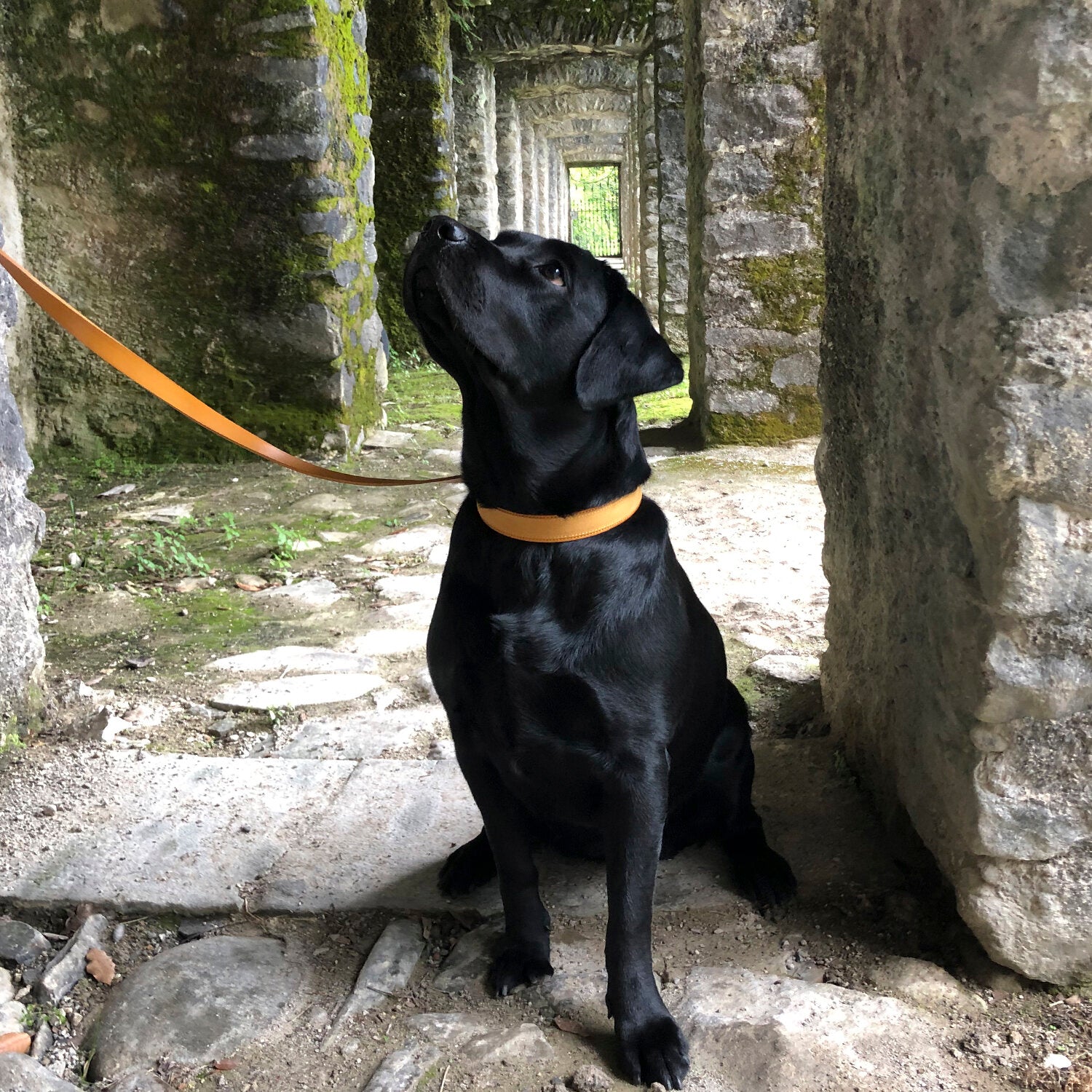 TANGO collar - TUSCAN YELLOW